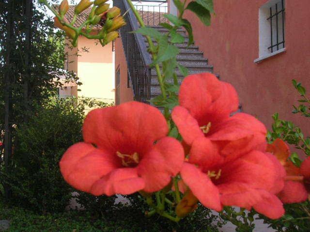 Ligo Bed and Breakfast Villanova d'Albenga Eksteriør billede